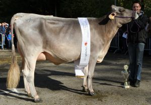 eChampion jngere